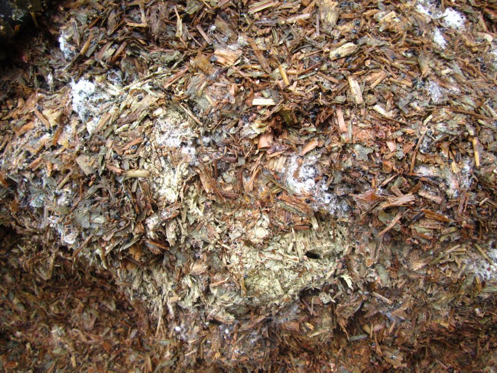 Mould can be found in many feed ingredients and forages.