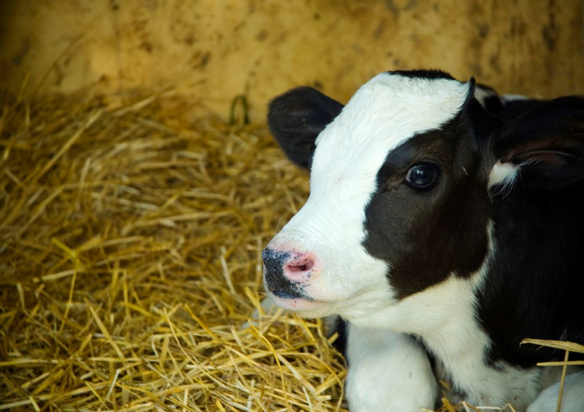 Rearing healthy calves is important for the success of the herd