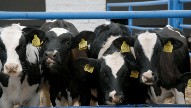 Cattle producers should be specifically concerned about Clostridium perfringens