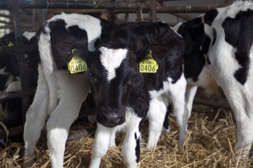 Lower Salmonella, higher profits on the dairy farm