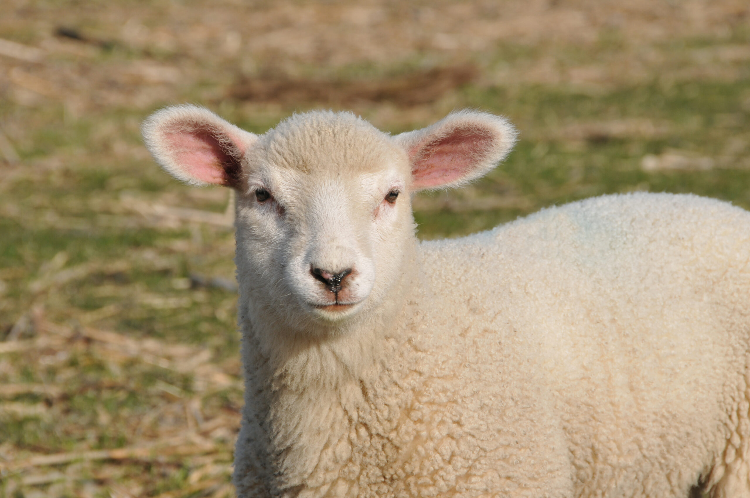 A young weaner lamb