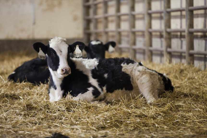 dairy calf on straw bedding