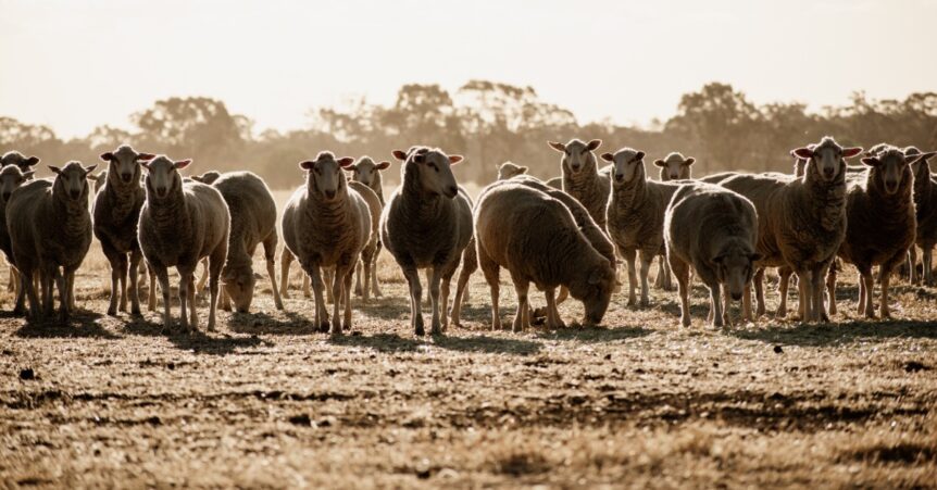 Sheep grazing stubbles
