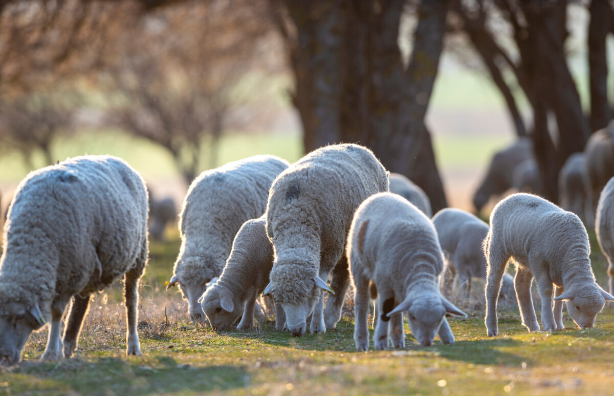 sheep and lambs grazing pasture