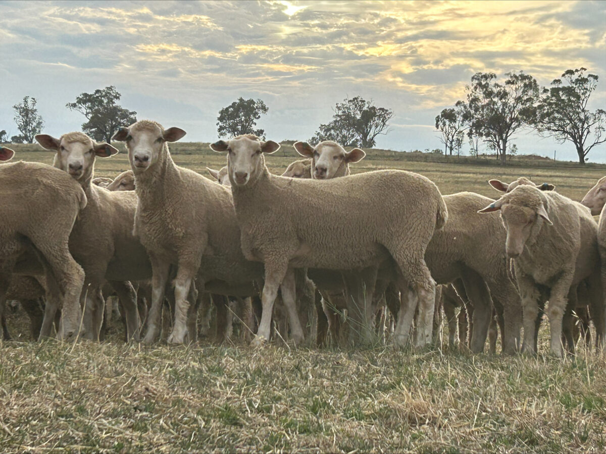 Blueprint Sheep Natural: The next step forward in high performing animal nutrition