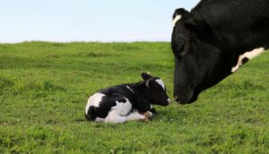 dairy cow with calf in a field