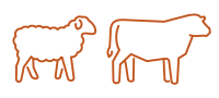 icon-sheep+cattle icon-sheep+cattle