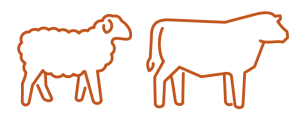 icon-sheep+cattle icon-sheep+cattle